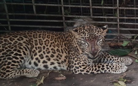 വയനാട് അമരക്കുനിയിലെ കടുവ കൂട്ടില്‍.