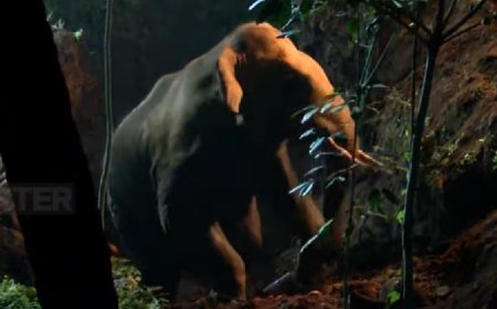 ഊര്‍ങ്ങാട്ടിരിയില്‍ കിണറ്റില്‍ വീണ കാട്ടാനയെ പുറത്തെത്തിച്ചു.