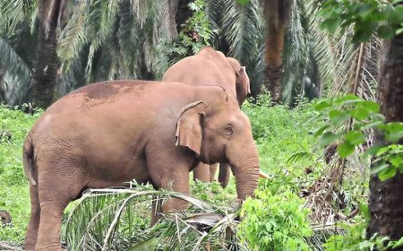 അതിരപ്പിള്ളിയില്‍ മസ്തകത്തില്‍ പരുക്കേറ്റ ആനയുടെ ചികിത്സ പൂർത്തിയായി.