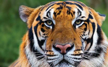 കടുവയുടെ ആക്രമണത്തിൽ സ്ത്രീ കൊല്ലപ്പെട്ടു.