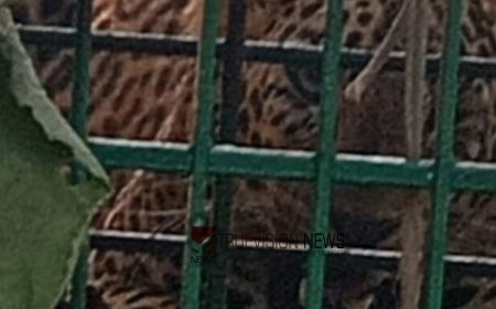 കൂടരഞ്ഞിയിൽ ഭീതി പരത്തിയ പുലി വനം വകുപ്പ് സ്ഥാപിച്ച കൂട്ടിൽ കുടുങ്ങി.