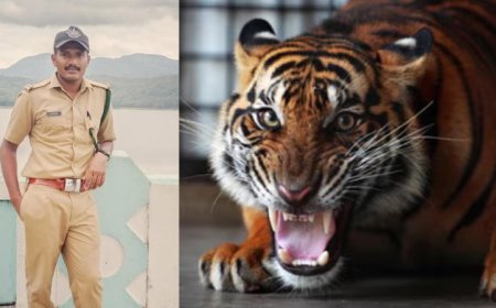 പഞ്ചാരക്കൊല്ലിയിൽ തെരച്ചിൽ ദൗത്യത്തിനിടെ കടുവയുടെ ആക്രമണം; ആർആർടി ഉദ്യോഗസ്ഥന് പരുക്ക്‌.