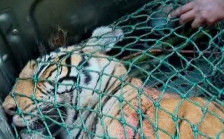 നരഭോജി കടുവയെ ചത്ത നിലയിൽ കണ്ടെത്തി.