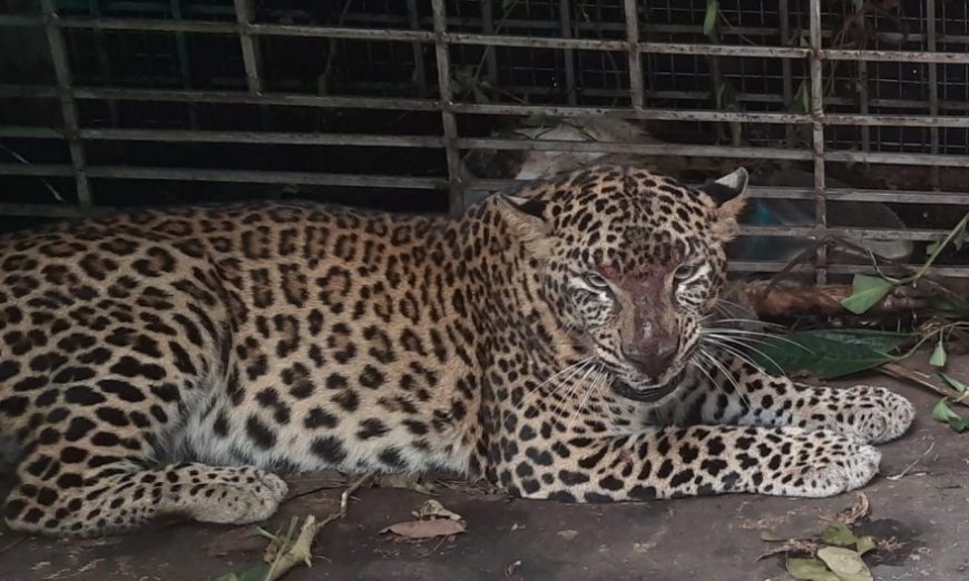 വയനാട് അമരക്കുനിയിലെ കടുവ കൂട്ടില്‍.