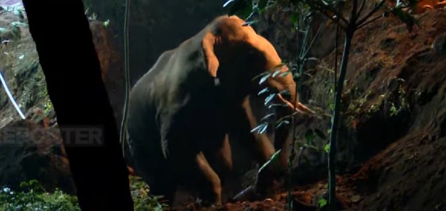 ഊര്‍ങ്ങാട്ടിരിയില്‍ കിണറ്റില്‍ വീണ കാട്ടാനയെ പുറത്തെത്തിച്ചു.