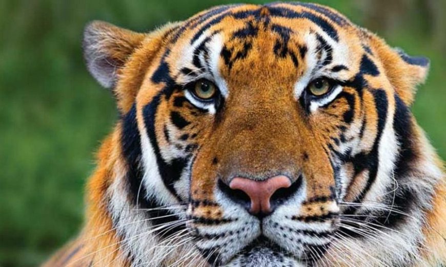 കടുവയുടെ ആക്രമണത്തിൽ സ്ത്രീ കൊല്ലപ്പെട്ടു.