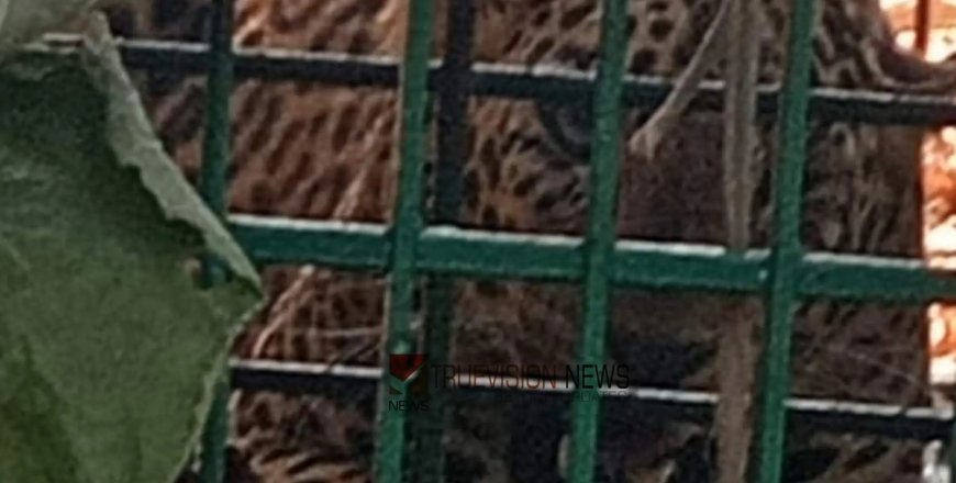 കൂടരഞ്ഞിയിൽ ഭീതി പരത്തിയ പുലി വനം വകുപ്പ് സ്ഥാപിച്ച കൂട്ടിൽ കുടുങ്ങി.