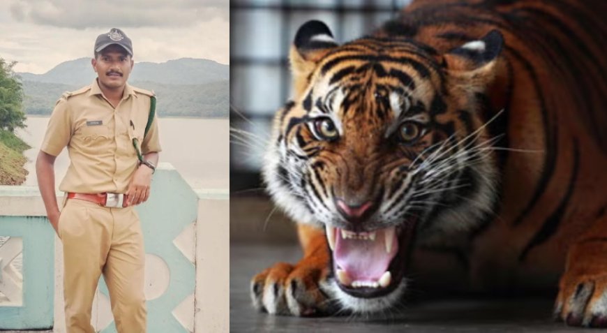 പഞ്ചാരക്കൊല്ലിയിൽ തെരച്ചിൽ ദൗത്യത്തിനിടെ കടുവയുടെ ആക്രമണം; ആർആർടി ഉദ്യോഗസ്ഥന് പരുക്ക്‌.