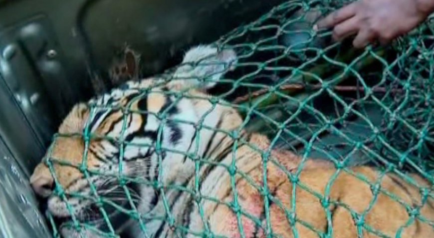 നരഭോജി കടുവയെ ചത്ത നിലയിൽ കണ്ടെത്തി.