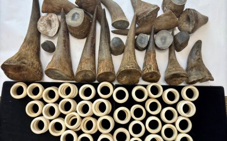 ഖത്തർ ഹമദ് അന്താരാഷ്ട്ര വിമാനത്താവളത്തിൽ യാത്രക്കാരിൽ നിന്ന് 120 കണ്ടാമൃഗങ്ങളുടെ കൊമ്പുകളും, ആനക്കൊമ്പുകളും പിടികൂടി.