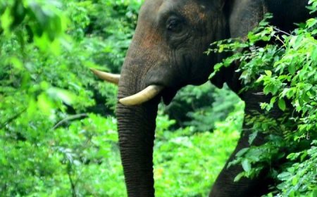 കാട്ടാനയുടെ ആക്രമണത്തിൽ പരിക്കേറ്റ വിദേശ പൗരൻ മരിച്ചു.