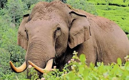 വയനാട്ടിൽ വീണ്ടും കാട്ടാനയാക്രമണം; യുവാവ് കൊല്ലപ്പെട്ടു.