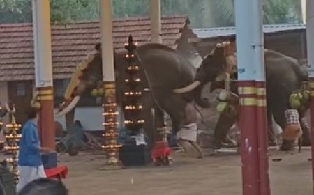 ക്ഷേത്രത്തിലെ ഉത്സവത്തിനിടെ ആന ഇടഞ്ഞു; രണ്ട് സ്ത്രീകൾ മരിച്ചു.