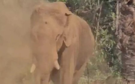 മസ്തകത്തിൽ മുറിവേറ്റ ആനയുടെ ആരോഗ്യസ്ഥിതി മോശമായി തുടരുന്നു. നാളെ മയക്കു വെടി വെച്ചേക്കും.