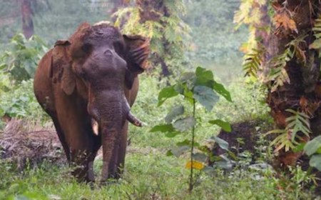 അതിരപ്പിള്ളിയിലെ മസ്തകത്തിൽ പരുക്കേറ്റ ആനയെ മയക്കുവെടിവച്ചു.