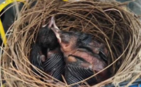 കുഞ്ഞിക്കിളികൾക്കു വേണ്ടി,വീടുപണി നിർത്തി വെച്ച് കുഞ്ഞഹമ്മദ്.