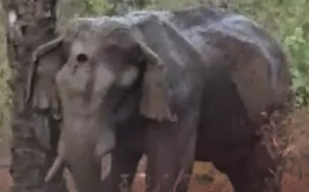 അതിരപ്പിള്ളി വനത്തിൽ മസ്തകത്തിൽ പരിക്കേറ്റ കൊമ്പനാന ചരിഞ്ഞു.