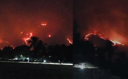 പാലക്കാട് ധോണി വനമേഖലയിൽ കാട്ടുതീ പടരുന്നു.