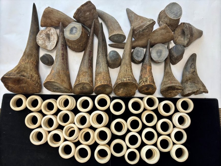 ഖത്തർ ഹമദ് അന്താരാഷ്ട്ര വിമാനത്താവളത്തിൽ യാത്രക്കാരിൽ നിന്ന് 120 കണ്ടാമൃഗങ്ങളുടെ കൊമ്പുകളും, ആനക്കൊമ്പുകളും പിടികൂടി.