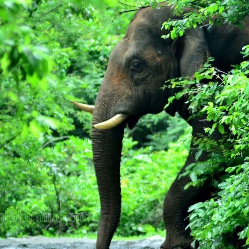 കാട്ടാനയുടെ ആക്രമണത്തിൽ പരിക്കേറ്റ വിദേശ പൗരൻ മരിച്ചു.