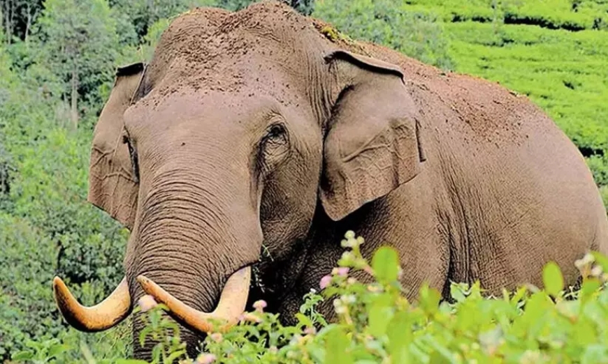വയനാട്ടിൽ വീണ്ടും കാട്ടാനയാക്രമണം; യുവാവ് കൊല്ലപ്പെട്ടു.