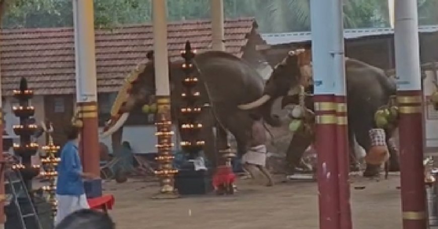 ക്ഷേത്രത്തിലെ ഉത്സവത്തിനിടെ ആന ഇടഞ്ഞു; രണ്ട് സ്ത്രീകൾ മരിച്ചു.