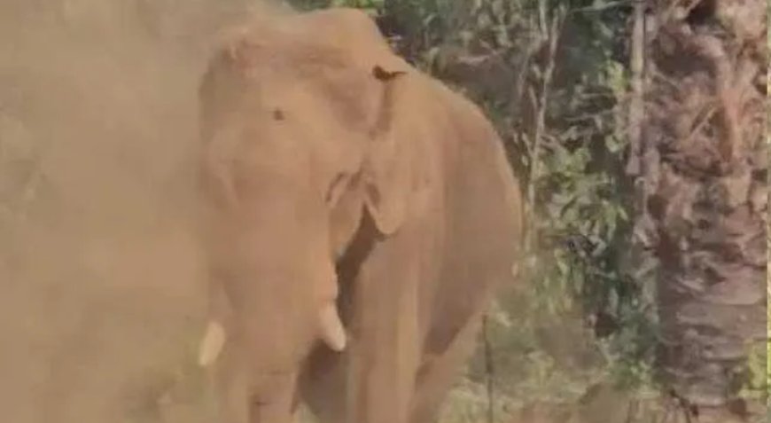 മസ്തകത്തിൽ മുറിവേറ്റ ആനയുടെ ആരോഗ്യസ്ഥിതി മോശമായി തുടരുന്നു. നാളെ മയക്കു വെടി വെച്ചേക്കും.