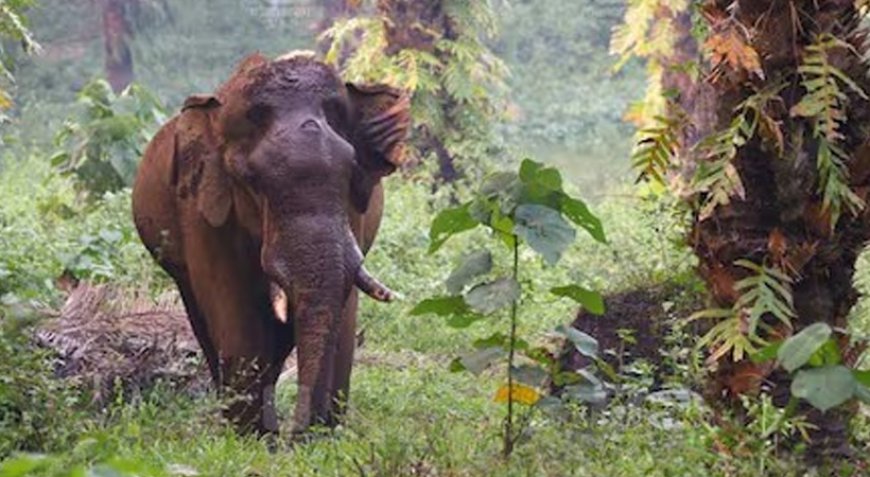 അതിരപ്പിള്ളിയിലെ മസ്തകത്തിൽ പരുക്കേറ്റ ആനയെ മയക്കുവെടിവച്ചു.