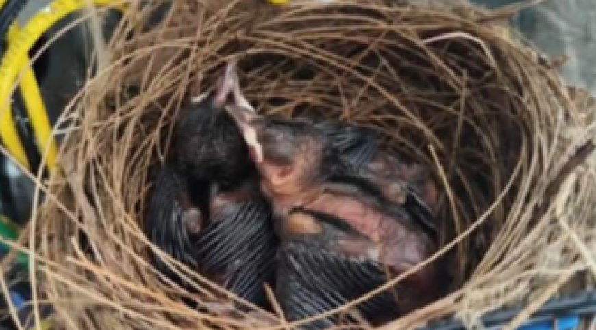 കുഞ്ഞിക്കിളികൾക്കു വേണ്ടി,വീടുപണി നിർത്തി വെച്ച് കുഞ്ഞഹമ്മദ്.