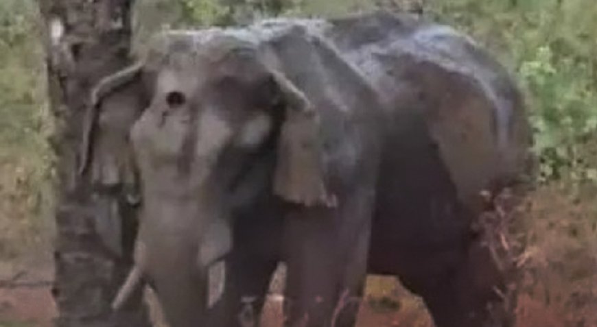 അതിരപ്പിള്ളി വനത്തിൽ മസ്തകത്തിൽ പരിക്കേറ്റ കൊമ്പനാന ചരിഞ്ഞു.