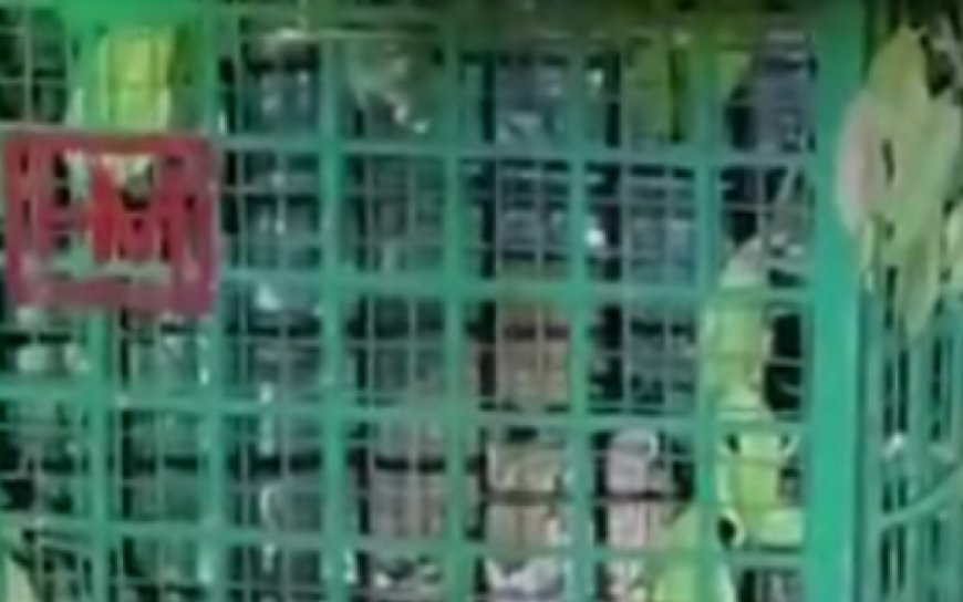 ബേഡകം കൊളത്തൂരിൽ പുലി വനംവകുപ്പിന്റെ കൂട്ടിൽ കുടുങ്ങി.