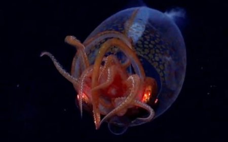 ആഴക്കടലിൽ പകർത്തിയ ഭീമാകാരമായ കണവയുടെ ആദ്യ ദൃശ്യം.