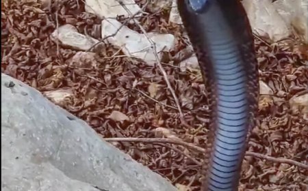 ഒമാനിൽ ആദ്യമായി കരിങ്കുഴൽ പാമ്പിനെ പിടികൂടി.