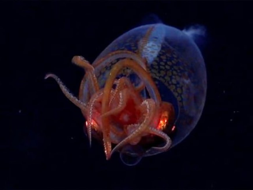 ആഴക്കടലിൽ പകർത്തിയ ഭീമാകാരമായ കണവയുടെ ആദ്യ ദൃശ്യം.