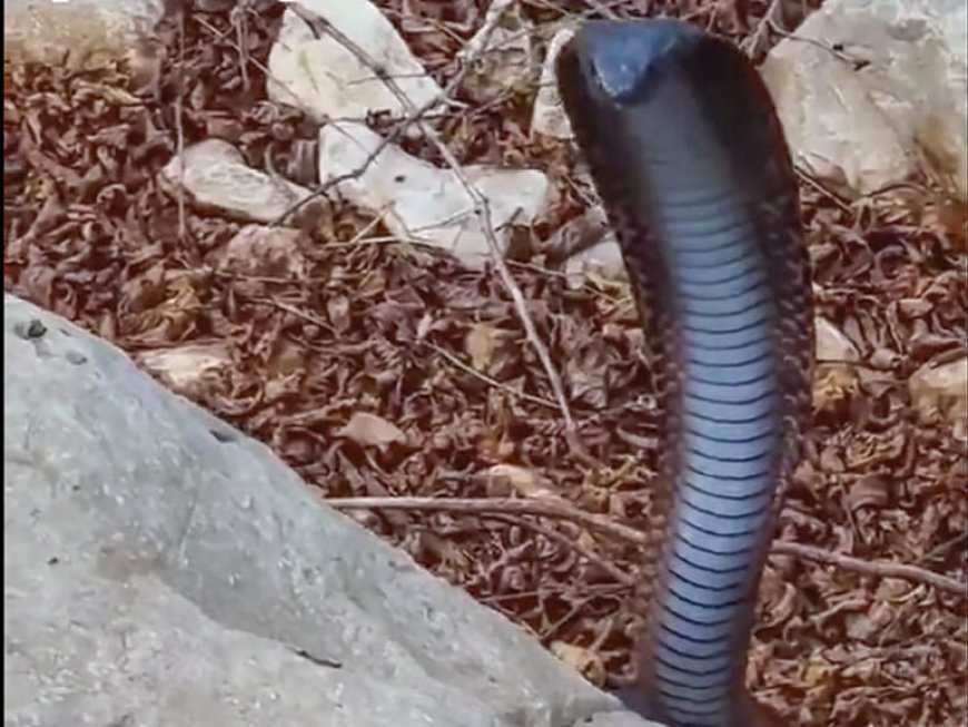 ഒമാനിൽ ആദ്യമായി കരിങ്കുഴൽ പാമ്പിനെ പിടികൂടി.