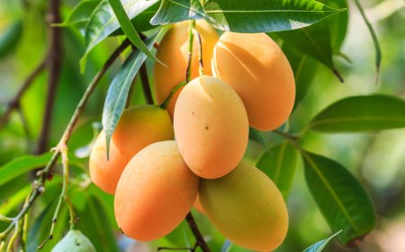 മസ്കറ്റിൽ മാമ്പഴ സീസൺ പ്രദർശനം വ്യാഴാഴ്ച ആരംഭിക്കും.