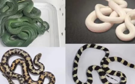 ജീവനുള്ള പാമ്പുകളുമായെത്തിയ യുവാവ് കസ്റ്റംസ് പിടിയിൽ.