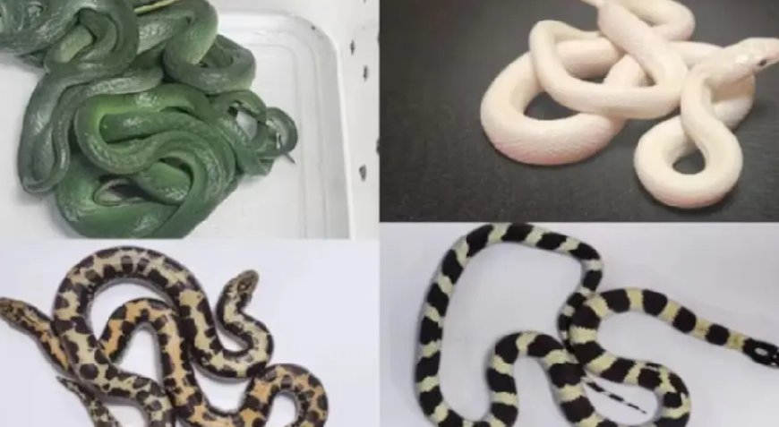 ജീവനുള്ള പാമ്പുകളുമായെത്തിയ യുവാവ് കസ്റ്റംസ് പിടിയിൽ.