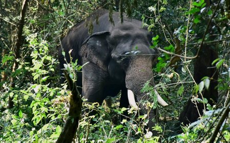 കാട്ടാന ആക്രമണം; ഒരാൾ കൊല്ലപ്പെട്ടു.