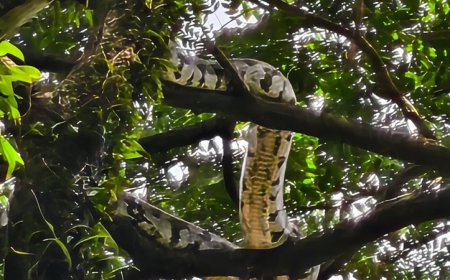 കൊച്ചി നഗരത്തിൽ കൂറ്റൻ പെരുമ്പാമ്പ്.