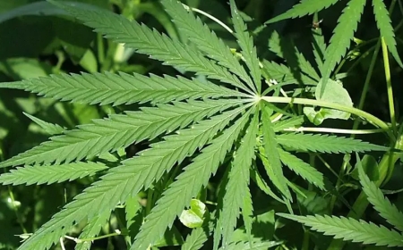 60 സെന്റ് സ്ഥലത്ത് നട്ടുവളർത്തിയ പതിനായിരത്തോളം കഞ്ചാവ് കൃഷി പോലീസ് നശിപ്പിച്ചു.