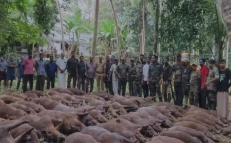 ഒമ്പത് ഷൂട്ടർമാർ, ആറ് വേട്ട പട്ടികൾ; കൊന്നൊടുക്കിയത് 87 കാട്ടുപന്നികളെ.