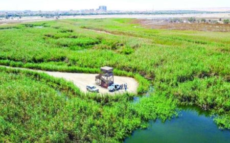 കുവൈറ്റ് അൽ ജഹ്റ നേച്ചർ റിസർവ് സന്ദർശകർക്കായി തുറക്കുന്നു.