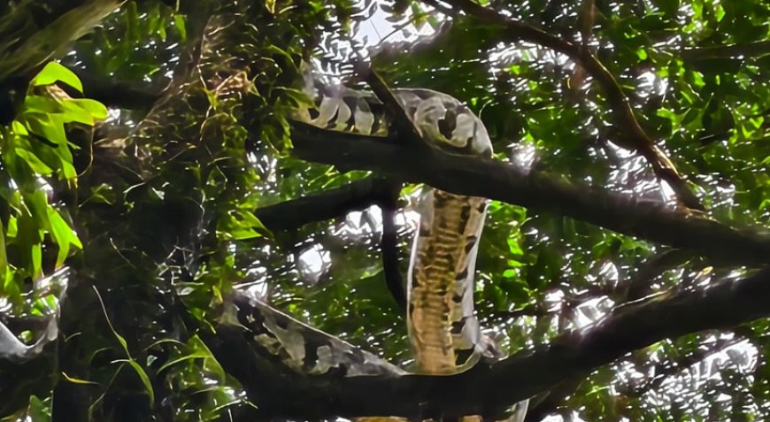 കൊച്ചി നഗരത്തിൽ കൂറ്റൻ പെരുമ്പാമ്പ്.