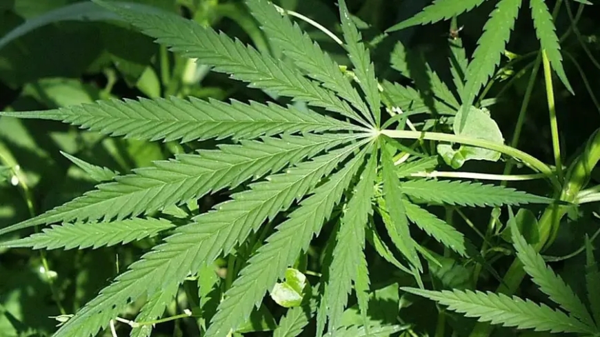 60 സെന്റ് സ്ഥലത്ത് നട്ടുവളർത്തിയ പതിനായിരത്തോളം കഞ്ചാവ് കൃഷി പോലീസ് നശിപ്പിച്ചു.