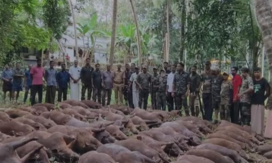ഒമ്പത് ഷൂട്ടർമാർ, ആറ് വേട്ട പട്ടികൾ; കൊന്നൊടുക്കിയത് 87 കാട്ടുപന്നികളെ.
