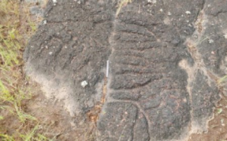 മടിക്കൈയിൽ നൂറ്റാണ്ടുകൾ പഴക്കമുള്ള ശിലാചിത്രങ്ങൾ കണ്ടെത്തി.