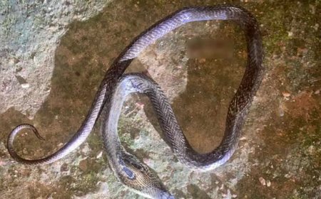 മഞ്ചേരിയിൽ പാമ്പുകടിയേറ്റ് ഒന്നര വയസ്സുകാരന് ധാരുണാന്ത്യം