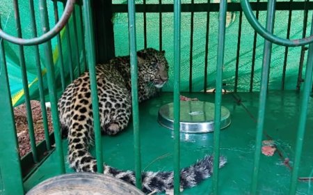 "കാസ്ട്രോ"യ്ക്ക് കൂട്ട് "റിമോ"; പുല്ലൂരിൽ പിടിയിലായ പുലിയെ തൃശ്ശൂർ മൃഗശാലയിൽ എത്തിച്ചു.