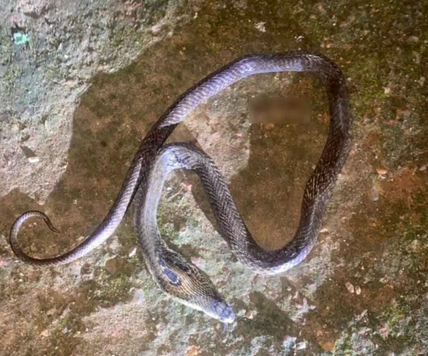 മഞ്ചേരിയിൽ പാമ്പുകടിയേറ്റ് ഒന്നര വയസ്സുകാരന് ധാരുണാന്ത്യം